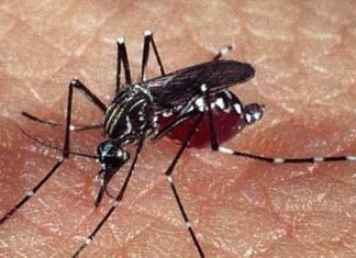 बागमतीमा ११ हजार डेङ्गी सङ्क्रमित