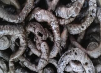 म्याग्दीका विद्यालयमा दिवा खाजा कोदोको दुनोट