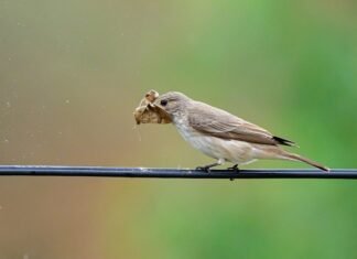 मुस्ताङमा नयाँ प्रजातिको चरा भेटियो