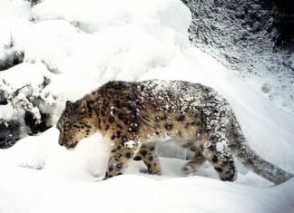 कञ्चनजङ्घा क्षेत्रमा हिउँचितुवाको आक्रमण बढ्दो