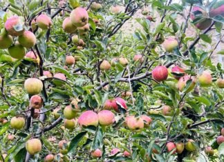 उच्च प्रविधियुक्त स्याउ खेतीतर्फ आकर्षित मनाङी