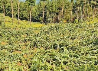 हावाहुरी र वर्षाले बालीमा क्षति