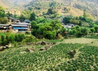 बागलुङमा ५६ हजार दुई सय ४० ‘मेट्रिकटन’ आलु उत्पादन