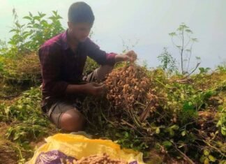 बदाम उत्पादन गर्ने कृषकलाई प्रोत्साहन रकम