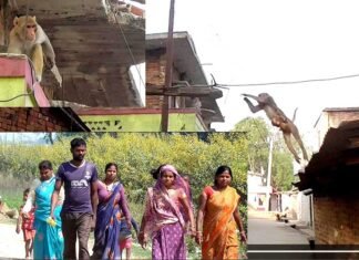 बाँदर आतङ्कले स्थानीय हैरान