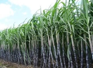 उखुको समर्थन मूल्य निर्धारण : प्रतिक्विन्टल २० रुपियाँले वृद्धि