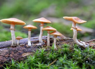 च्याउको बीउ उत्पादनबाट वार्षिक डेढ करोड आम्दानी