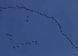 नेपाली आकाशमा कर्याङकुरुङ