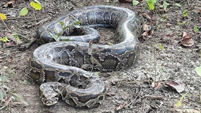 filel-photo-aaghigar