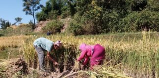 दशैं सँगै भक्तपुरका किसानलाई धान भित्र्याउन भ्याइनभ्याइ