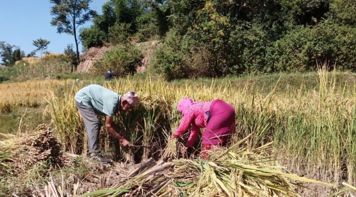 दशैं सँगै भक्तपुरका किसानलाई धान भित्र्याउन भ्याइनभ्याइ